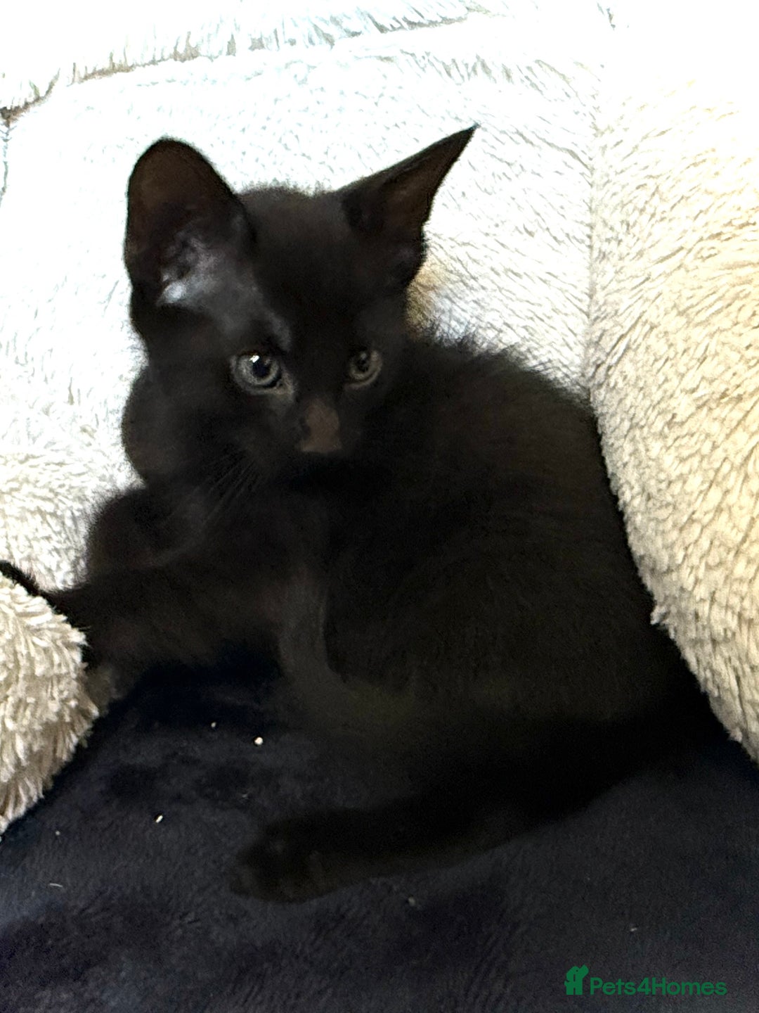 Mixed Breed cats for sale: Beautiful siamese mix kittens - Image 15