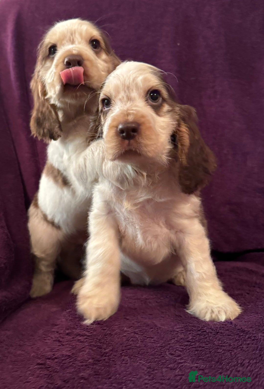 Cocker Spaniel dogs for sale: 🩷Stunning chocolate sable roan show type cocker🩷 - Advert 11