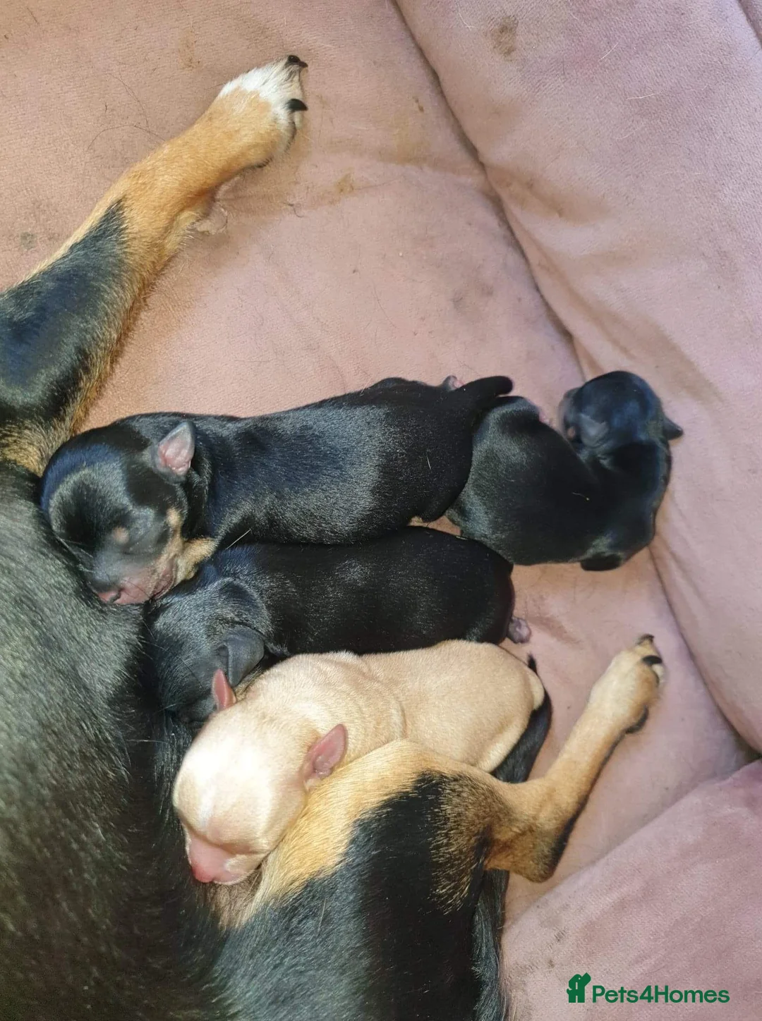 Chihuahua dogs for stud: Chihuahua stud (Romeo) in Sherborne - Advert 12