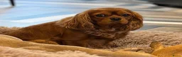 Cavapoo dogs for sale: Deep Red Cavapoo puppies  - Advert 2