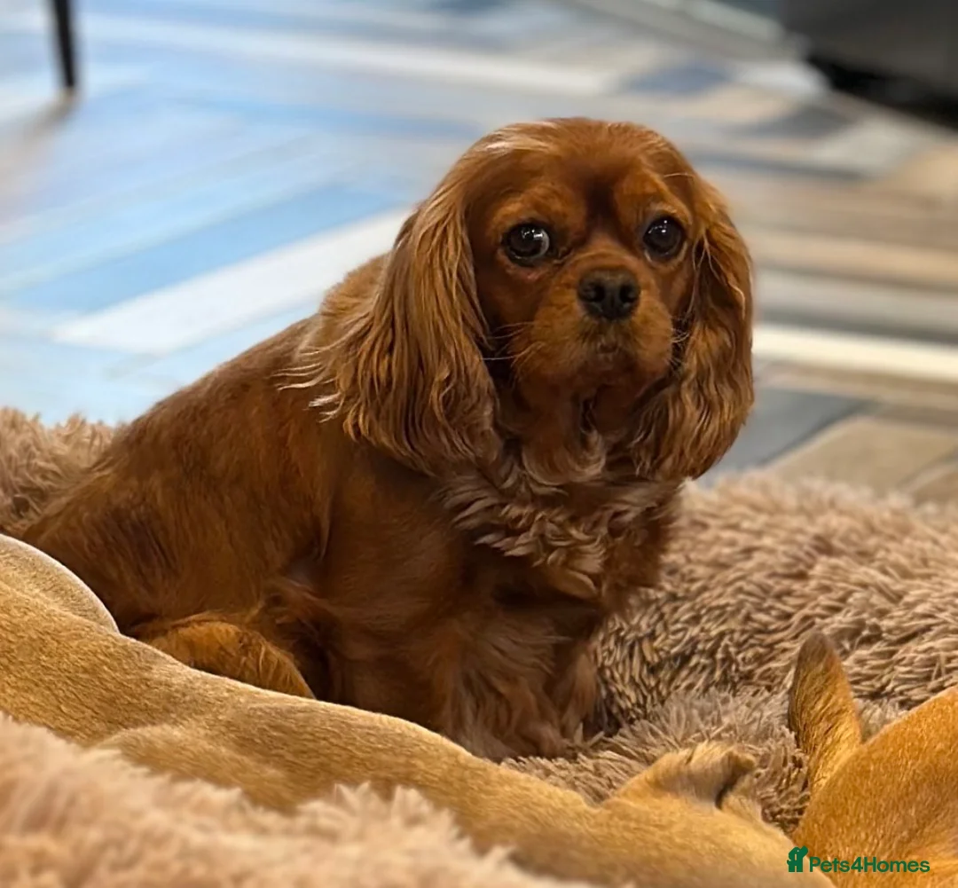 Cavapoo dogs for sale: Deep Red Cavapoo puppies  - Advert 2