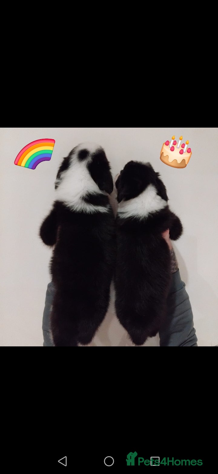 Border Collie dogs Stunning litter of merle pups - Advert 2