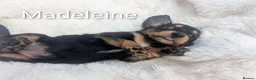 Miniature Dachshund dogs for sale: READY THIS WEEKEND 🏆Russian Champion lines  - Advert 35