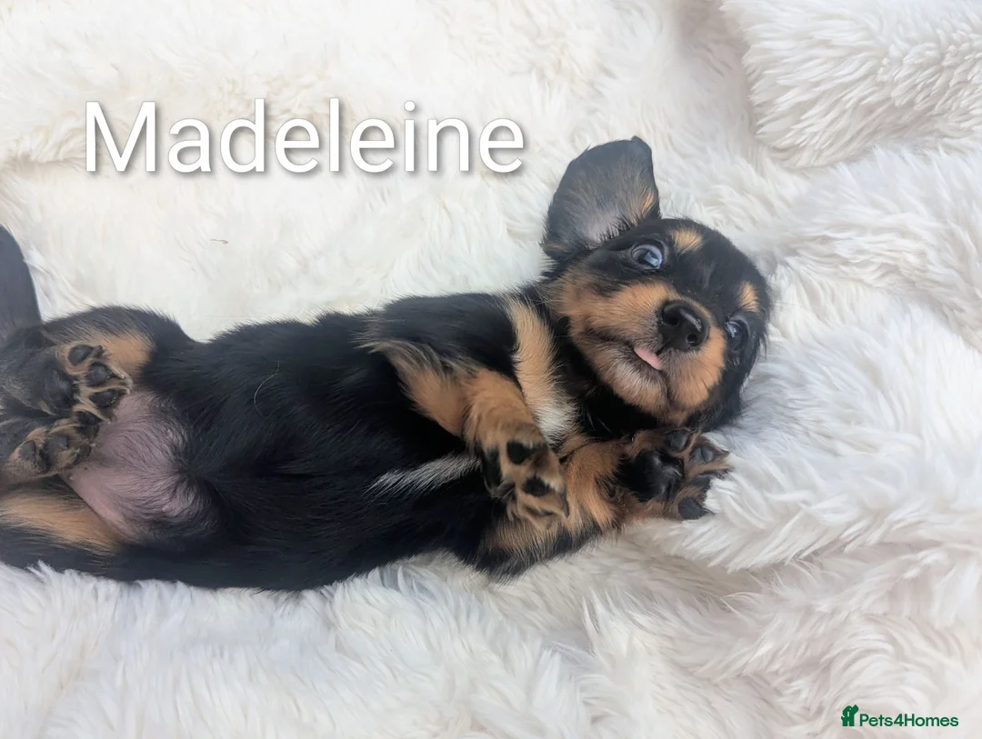 Miniature Dachshund dogs for sale: READY THIS WEEKEND 🏆Russian Champion lines  - Advert 35