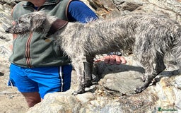 Mixed Breed dogs for sale: Bedlington terrier whippetXwhippet puppies - Image 6