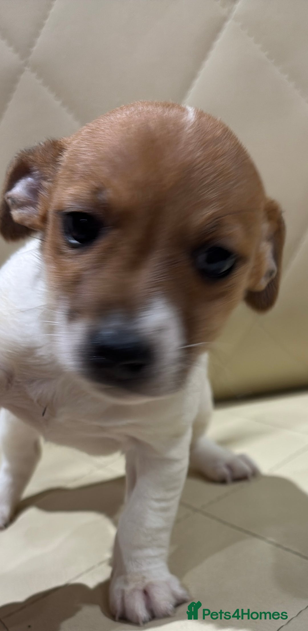 Jack Russell dogs for sale: Jack Russell - Advert 8