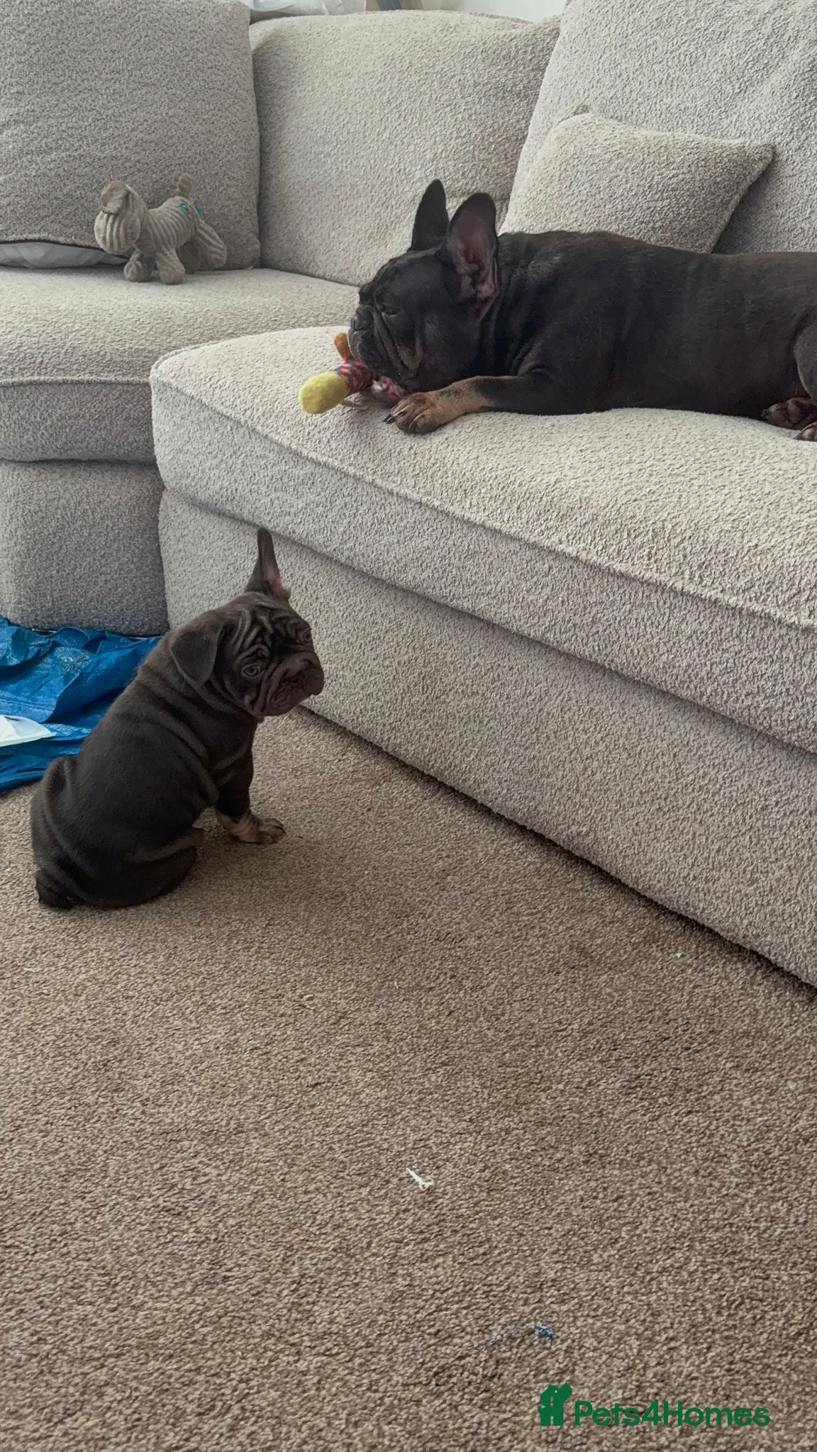 French Bulldog dogs ❤️REDUCED!READY TO LEAVE French-bulldog puppies ❤️ - Advert 2
