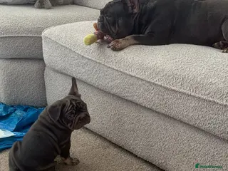 French Bulldog dogs ❤️REDUCED!READY TO LEAVE French-bulldog puppies ❤️ - Advert 2