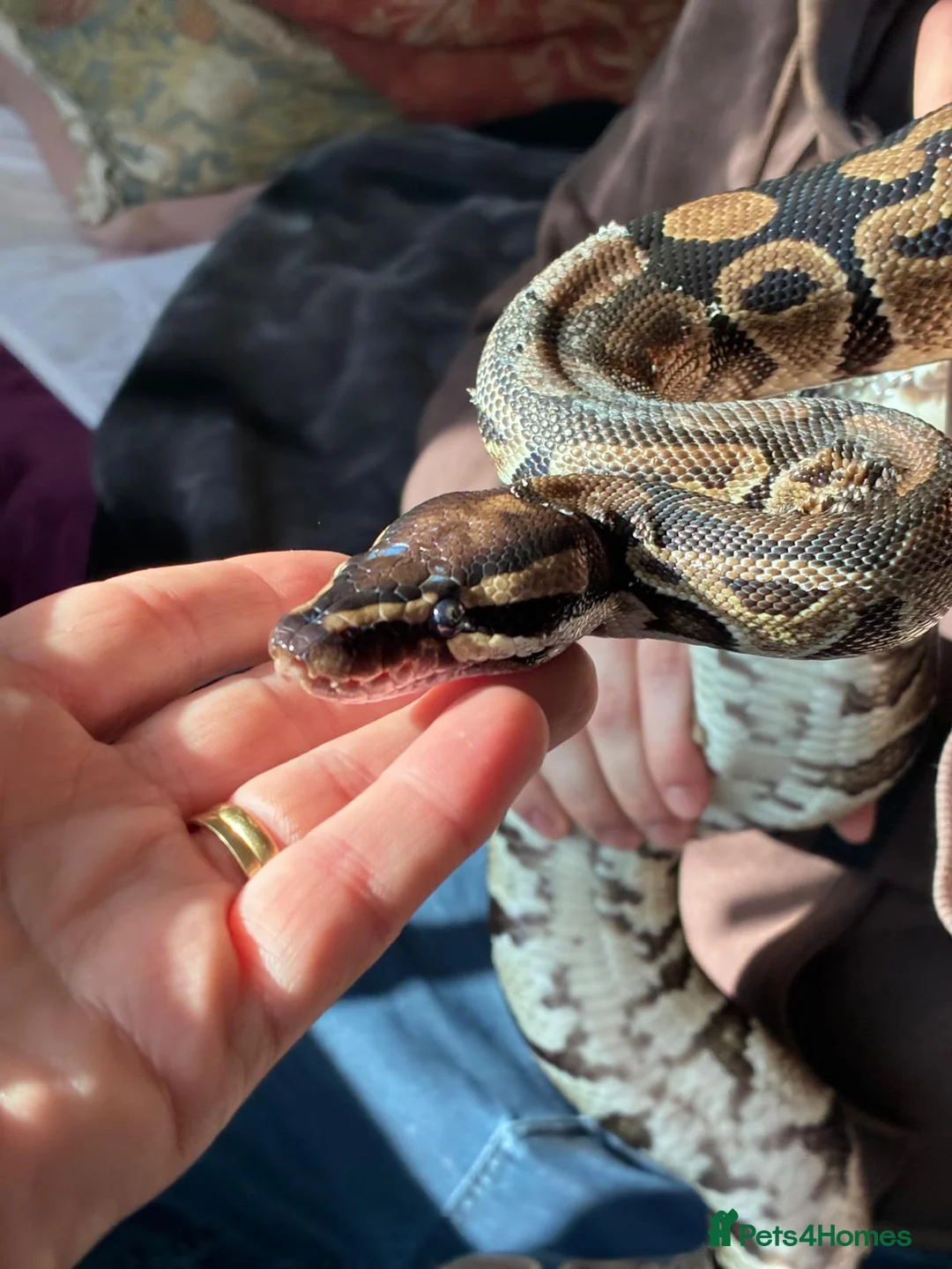 Python Snake reptiles for sale: Royal Python and all her equipment  in Worthing - Advert 2