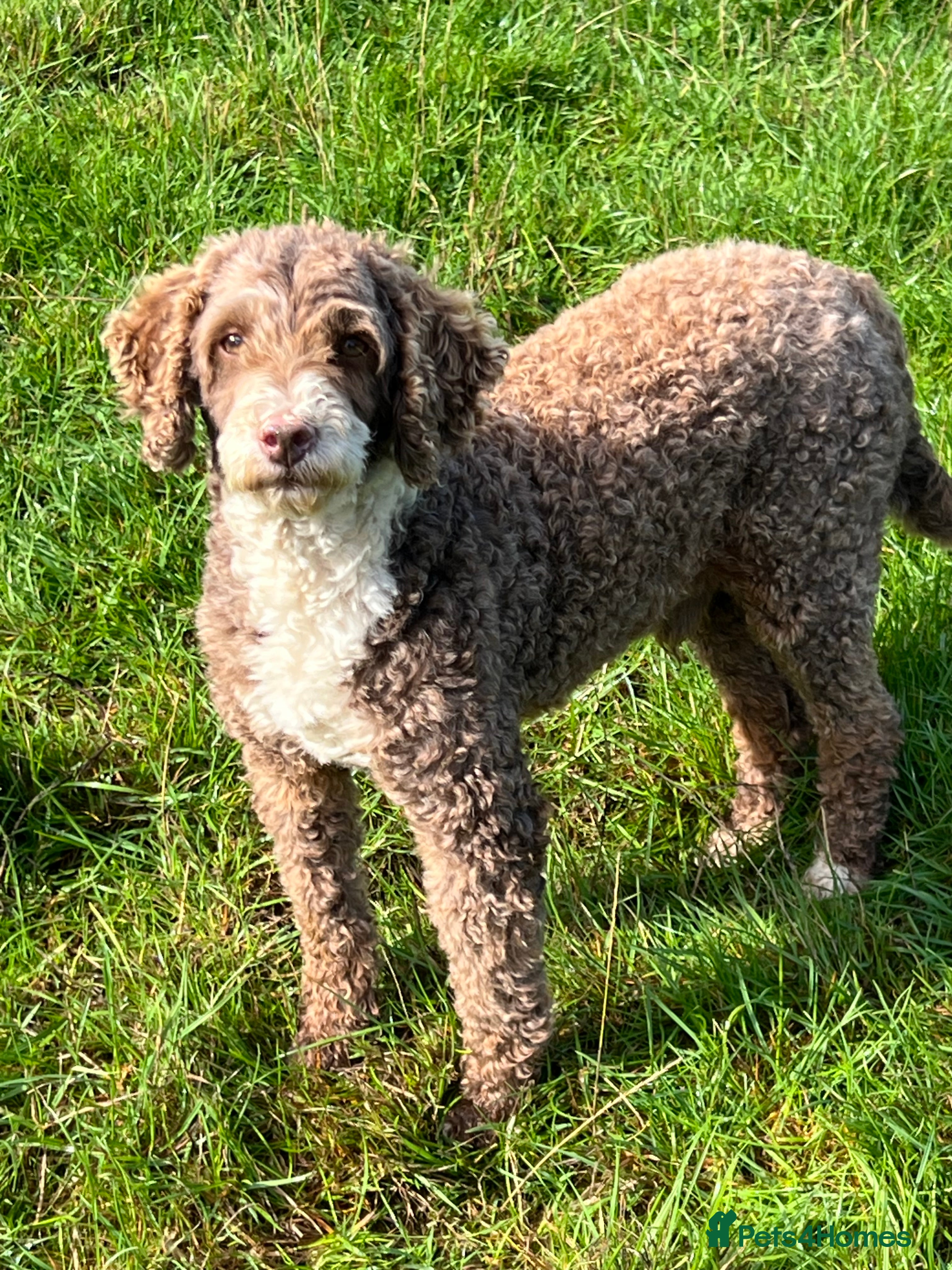 Poodle dogs Miniature Poodle at Stud Fully health tested  in Radstock - Advert 9