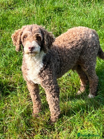 Poodle dogs Miniature Poodle at Stud Fully health tested in Radstock - Advert 4