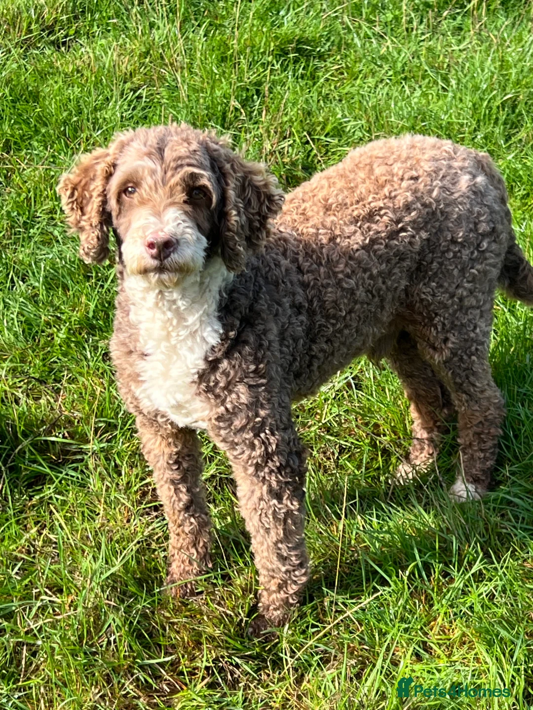 Poodle dogs for stud: Miniature Poodle at Stud Fully health tested  in Radstock - Advert 1