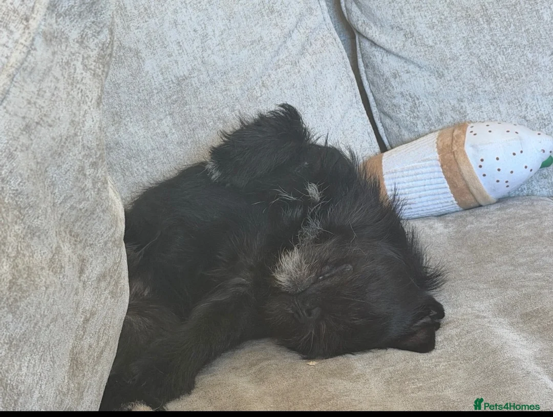 Mixed Breed dogs for sale: Dexter - Advert 2
