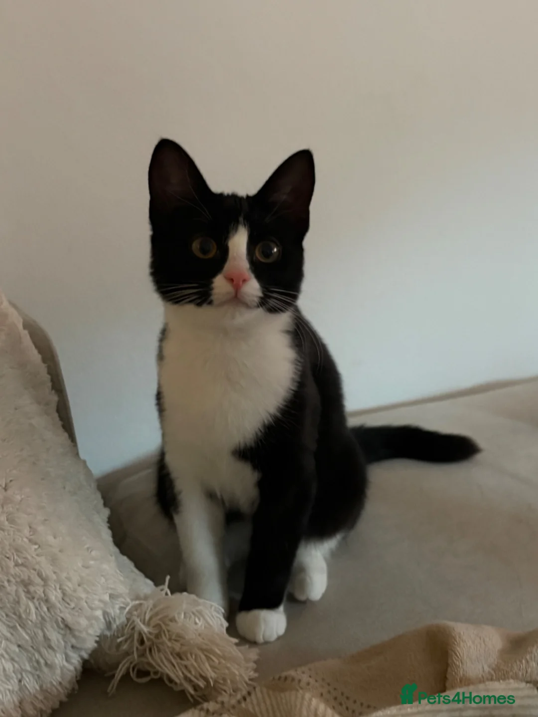 British Shorthair cats for sale: Kitten for sale (read description) - Advert 5