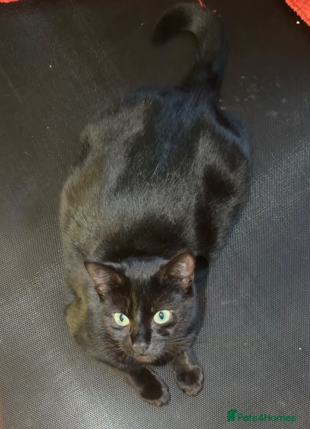 Mixed Breed cats for sale: 3 beautiful kittens  in Glasgow - Advert 3