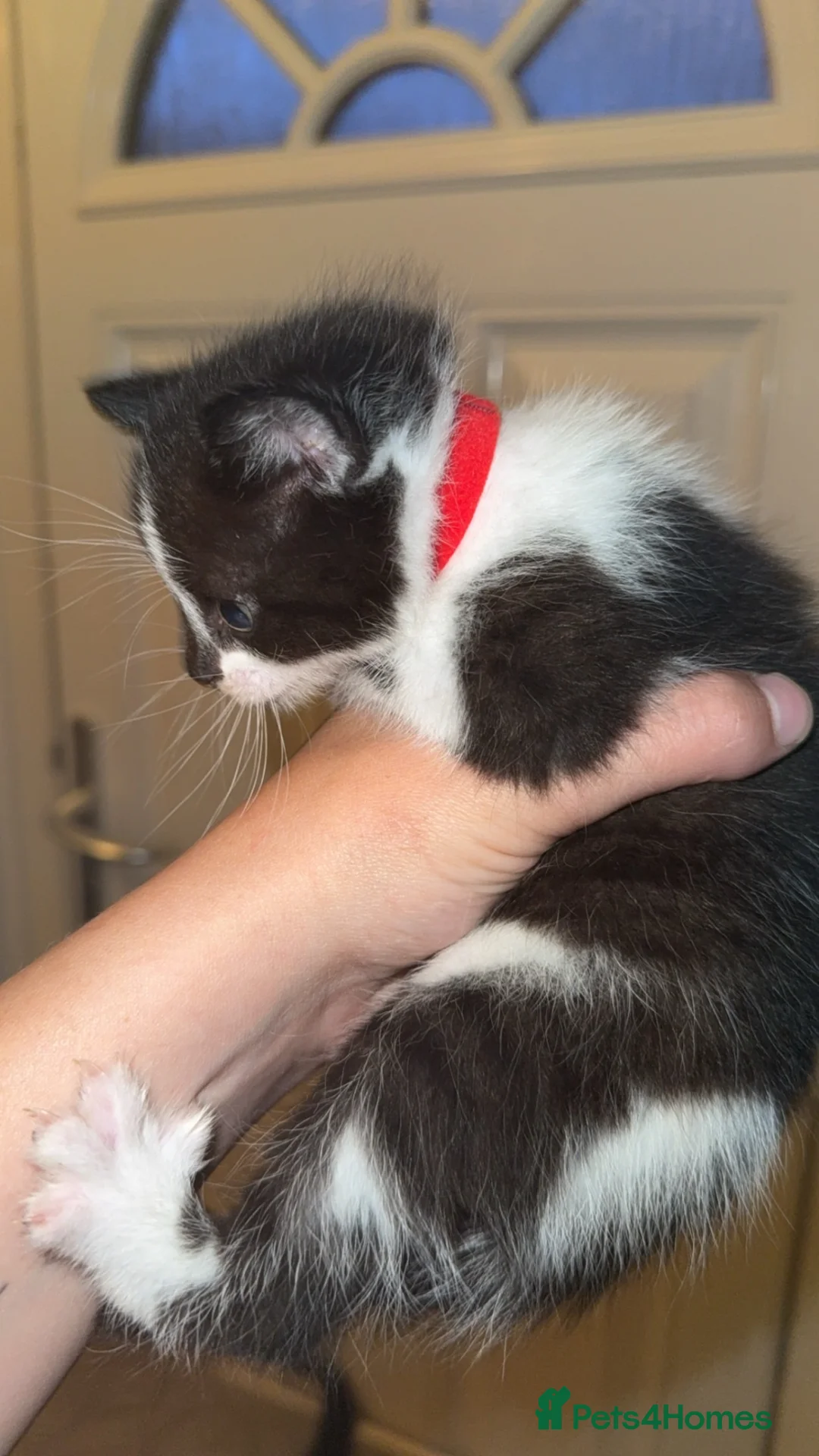 British Shorthair cats for sale: Stunning British Kittens - Advert 2