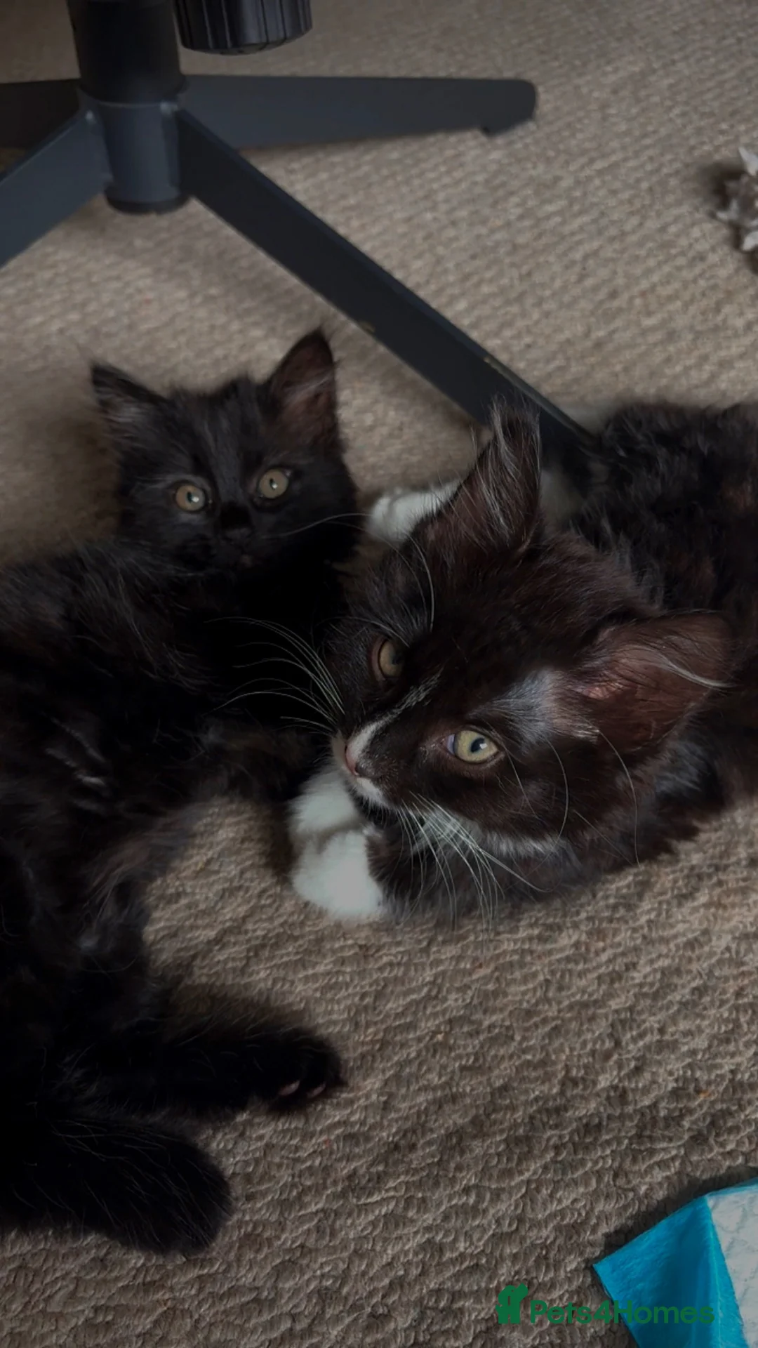 Mixed Breed cats for sale: Two Male Kittens (£200 Ono) - Advert 1