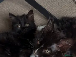 Mixed Breed cats Two Male Kittens (£200 Ono) - Advert 3