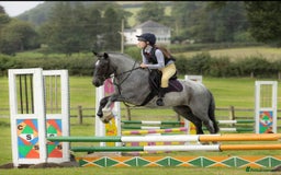 Connemara horses for sale: Storm the Jumping machine  - Image 8