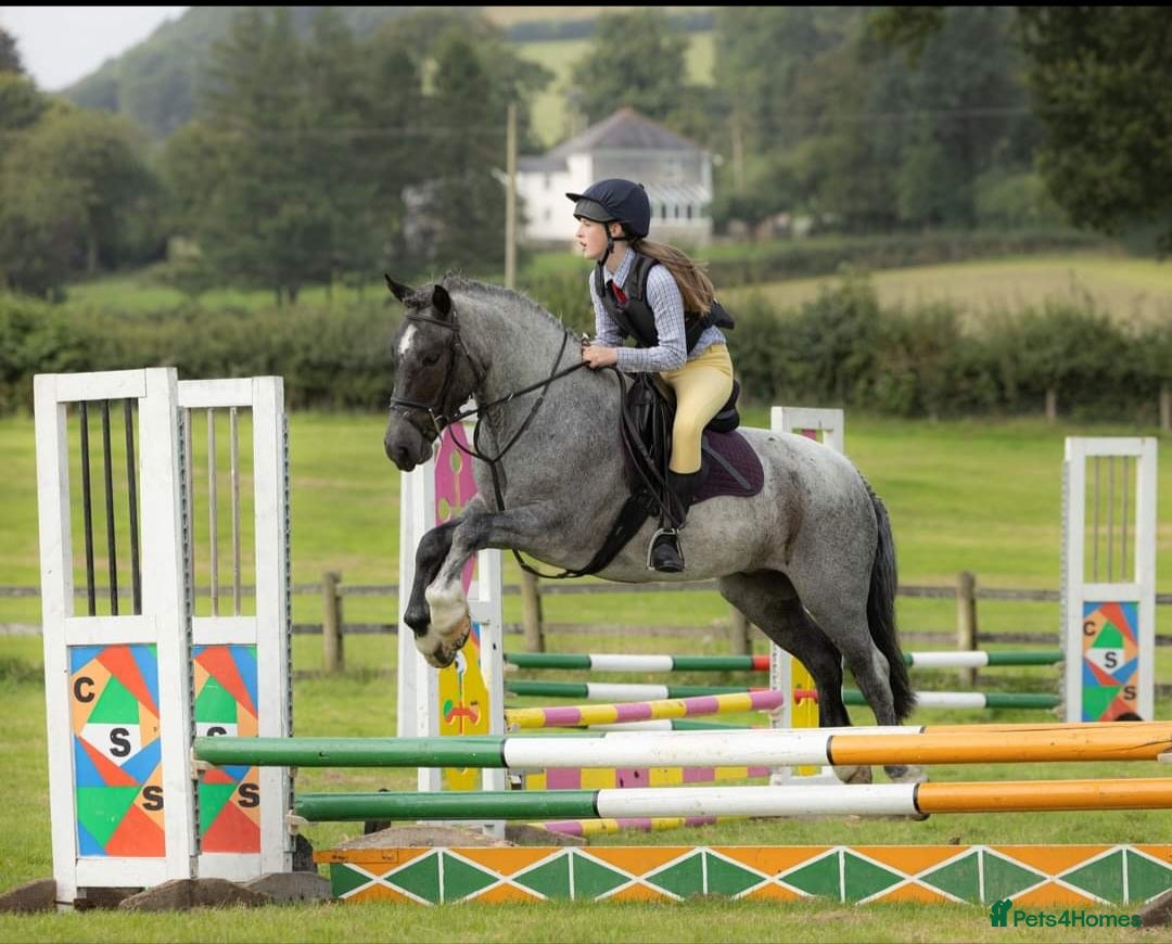 Connemara horses for sale: Storm the Jumping machine  - Image 8