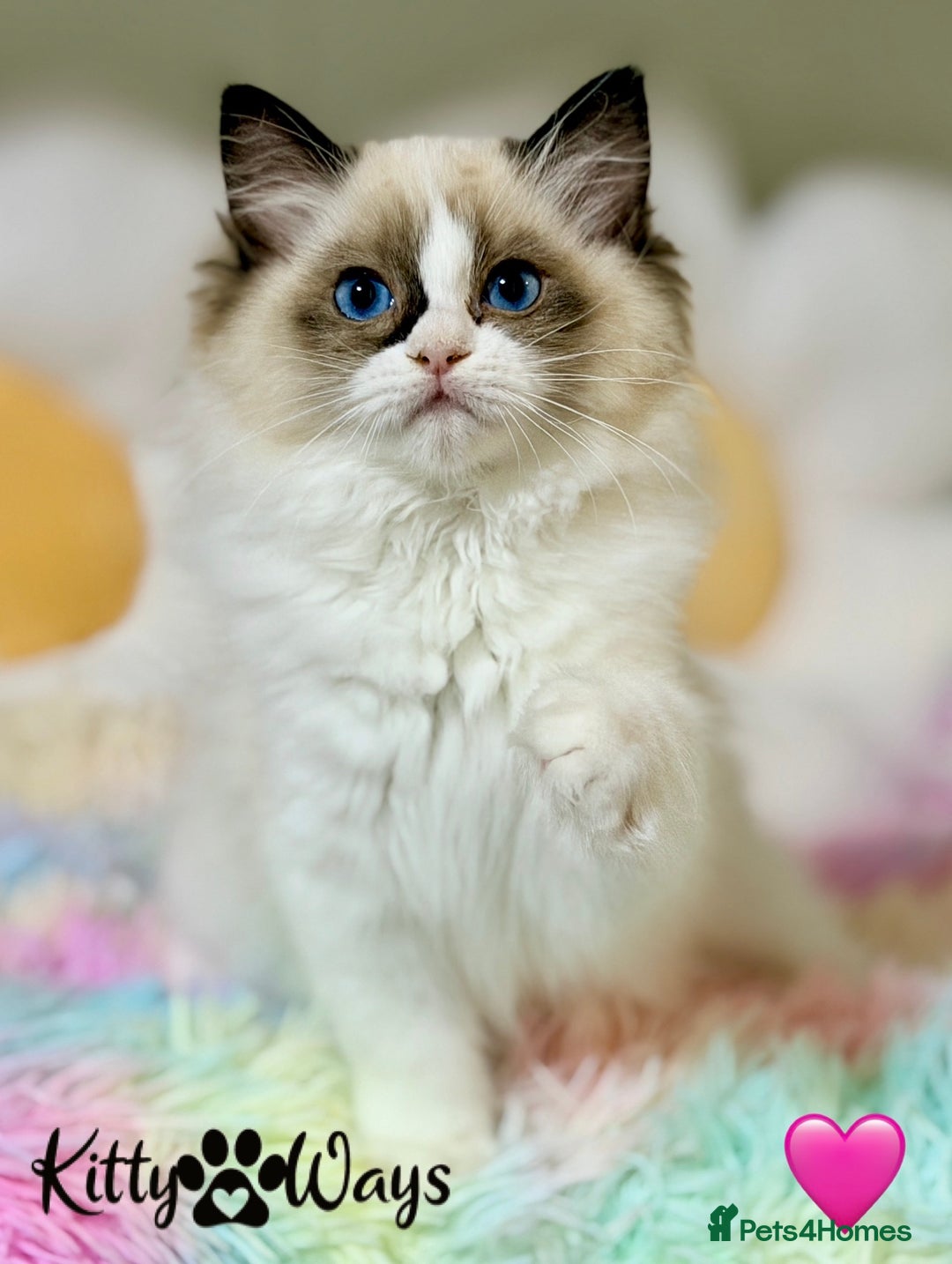 Ragdoll cats for sale: 🐾🩷TICA REG* SEAL BICOLOUR EU RAGDOLL KITTENS🩵🐾 - Advert 13
