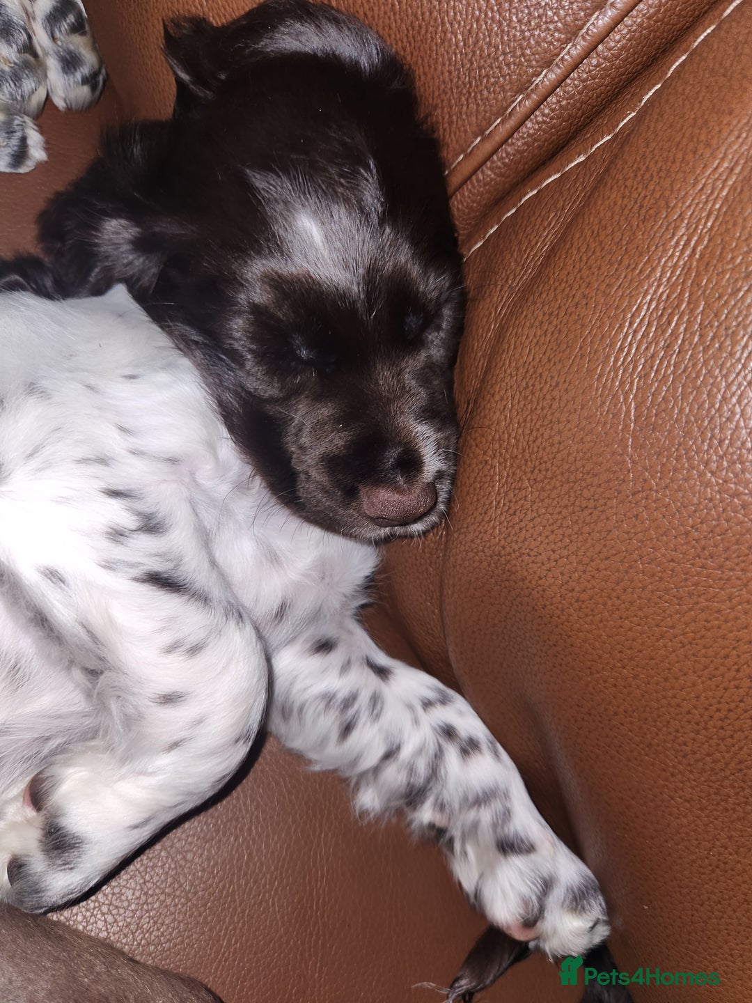 Cocker Spaniel dogs for sale: Cocker spaniel puppys. - Advert 5