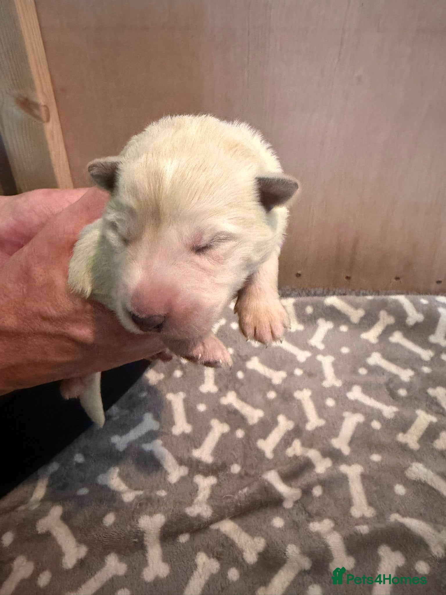 White Swiss Shepherd dogs Swiss white shepherds puppies  - Advert 2
