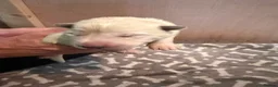 White Swiss Shepherd dogs for sale: Swiss white shepherds puppies  - Advert 2