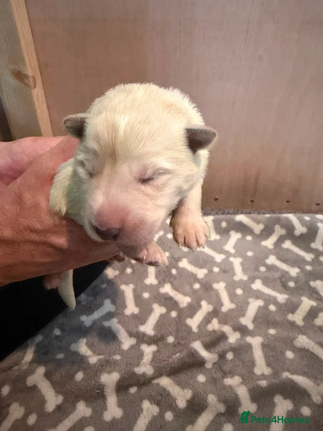 White Swiss Shepherd dogs for sale: Swiss white shepherds puppies  - Advert 2