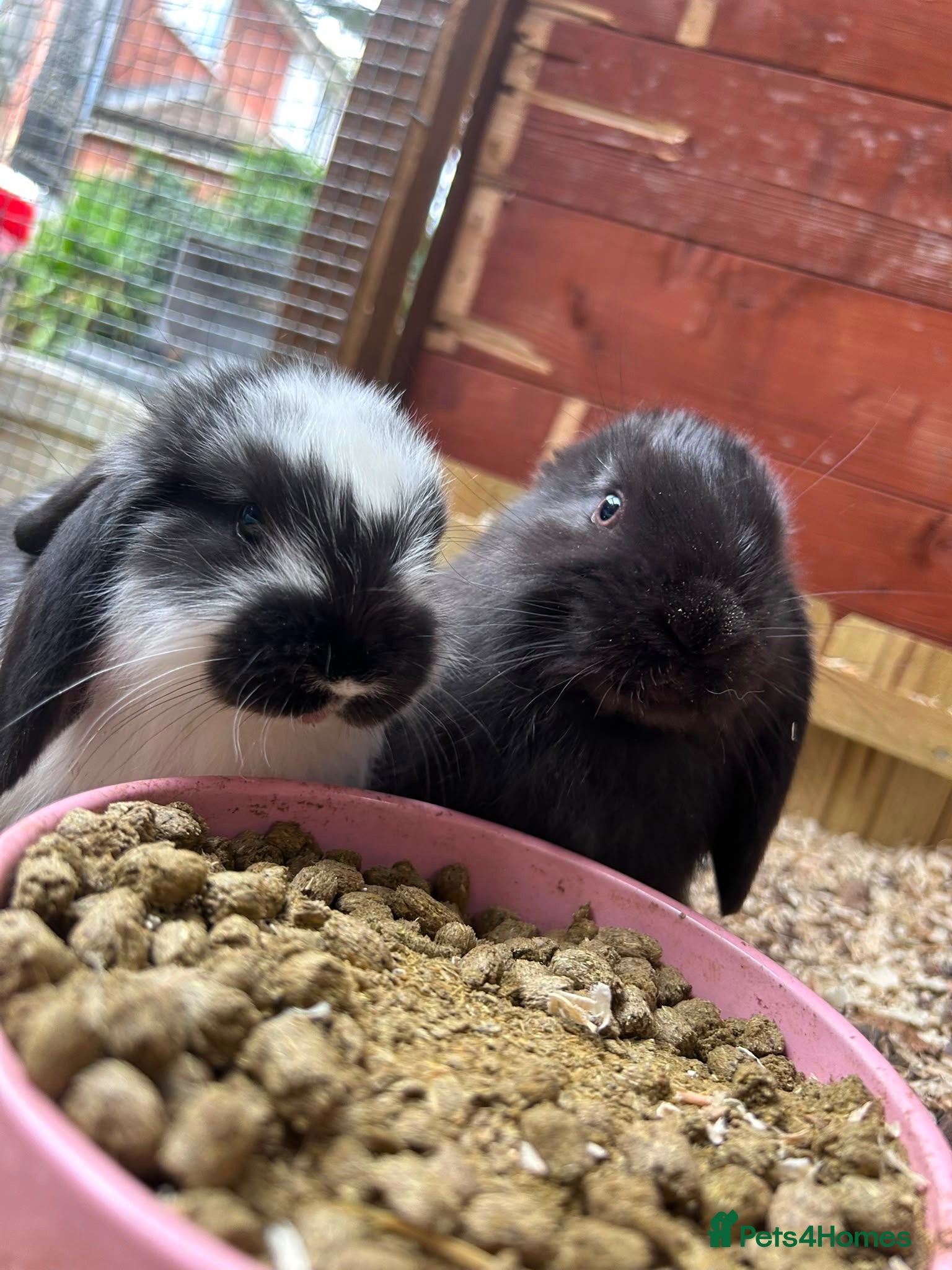 French Lop rabbits Baby French Lops ready to reserve  - Advert 16