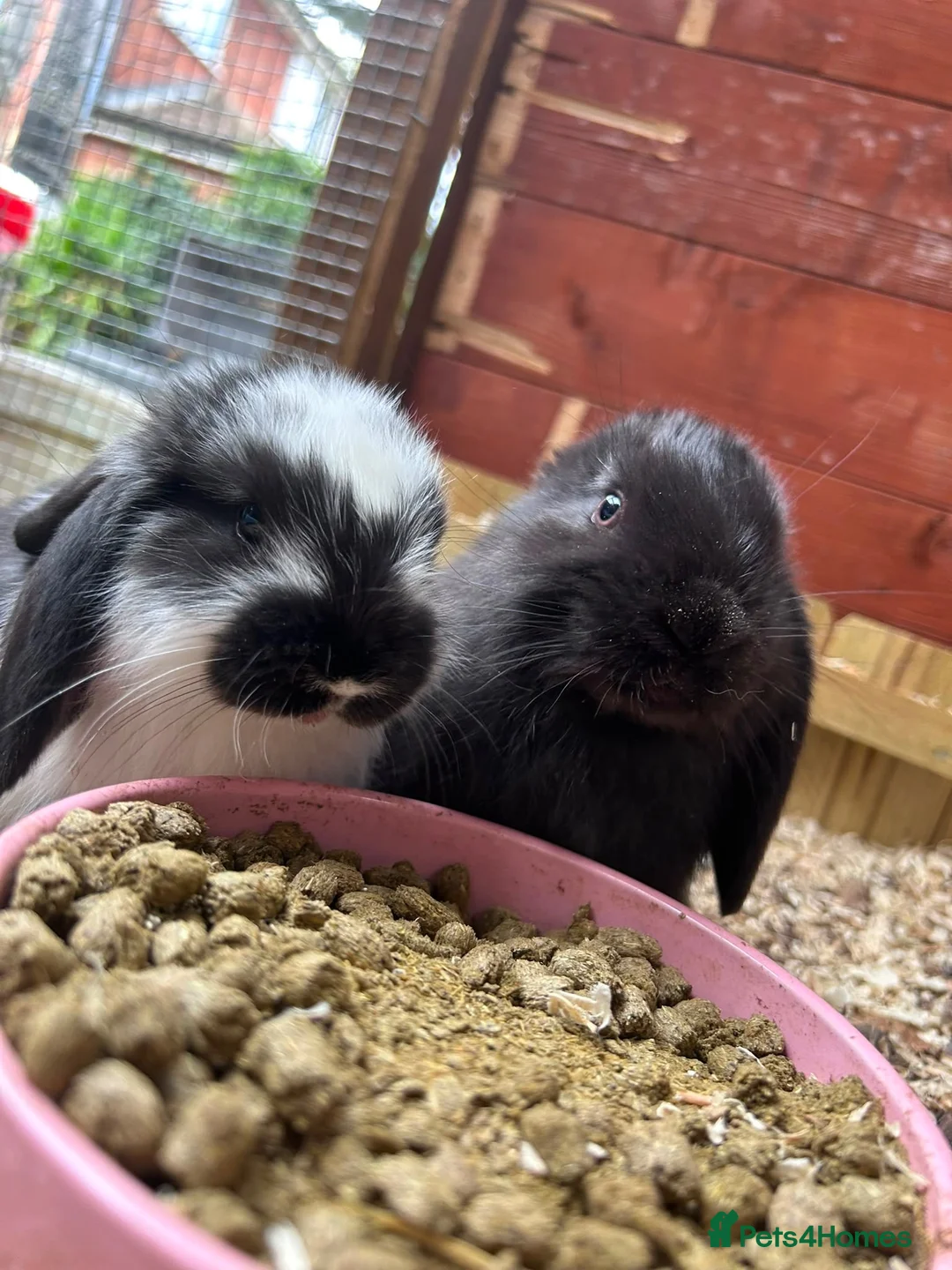 French Lop rabbits for sale: Baby French Lops ready to reserve  - Advert 2