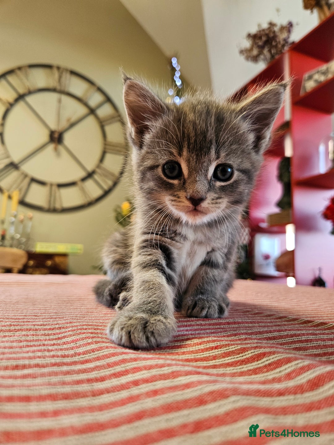 Maine Coon cats for sale: Adorable Maine Coon cross litter for sale - Advert 6