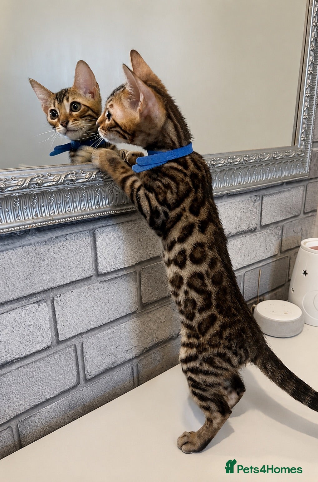 Bengal cats Ready Now Bengal kittens for loving homes. - Advert 4
