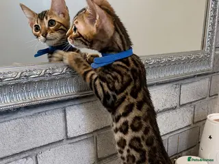 Bengal cats Ready Now Bengal kittens for loving homes. - Advert 4