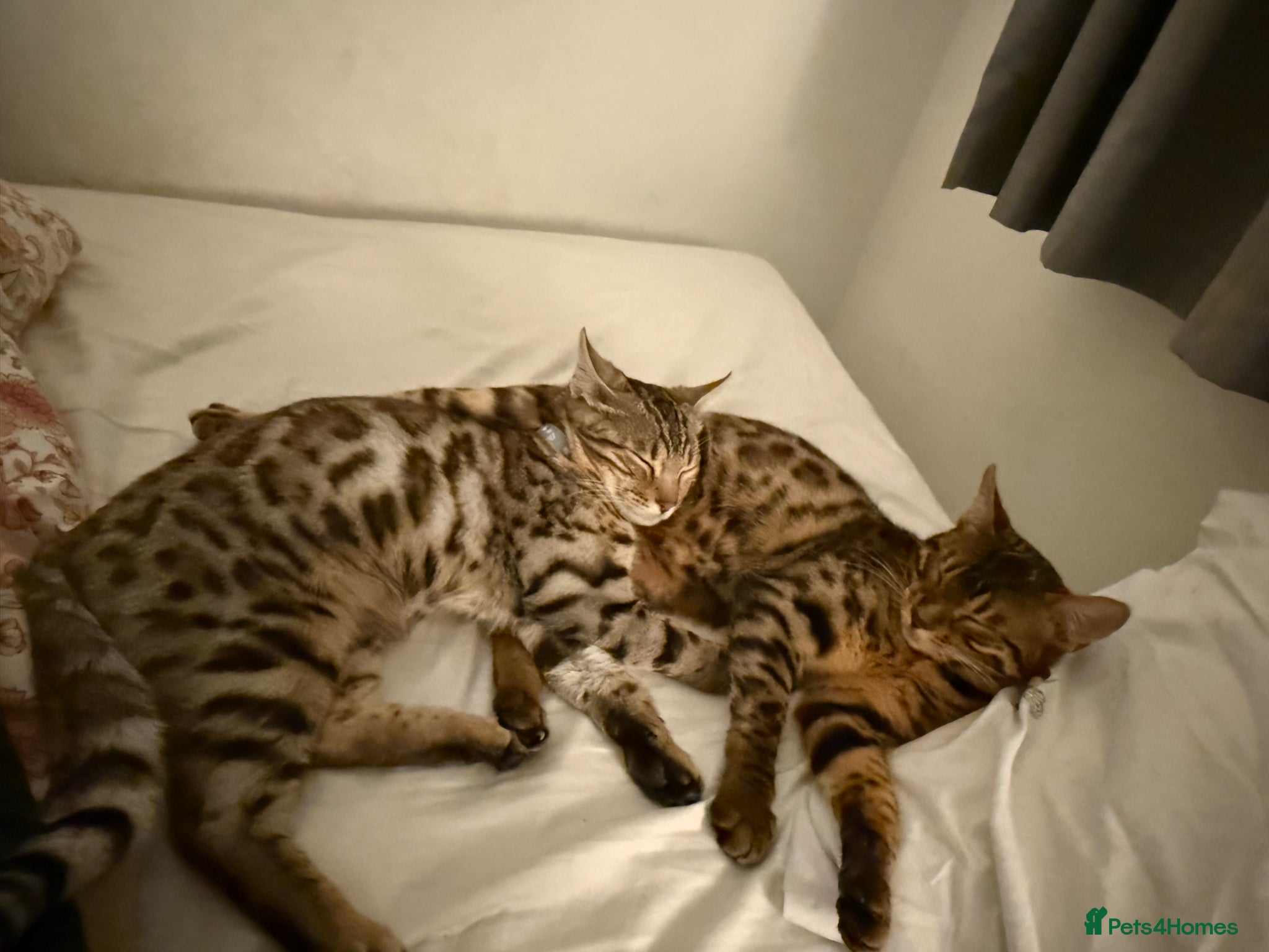 Bengal cats ✨ Exceptional Pure TICA Reg Bengal Kittens ✨  - Advert 17