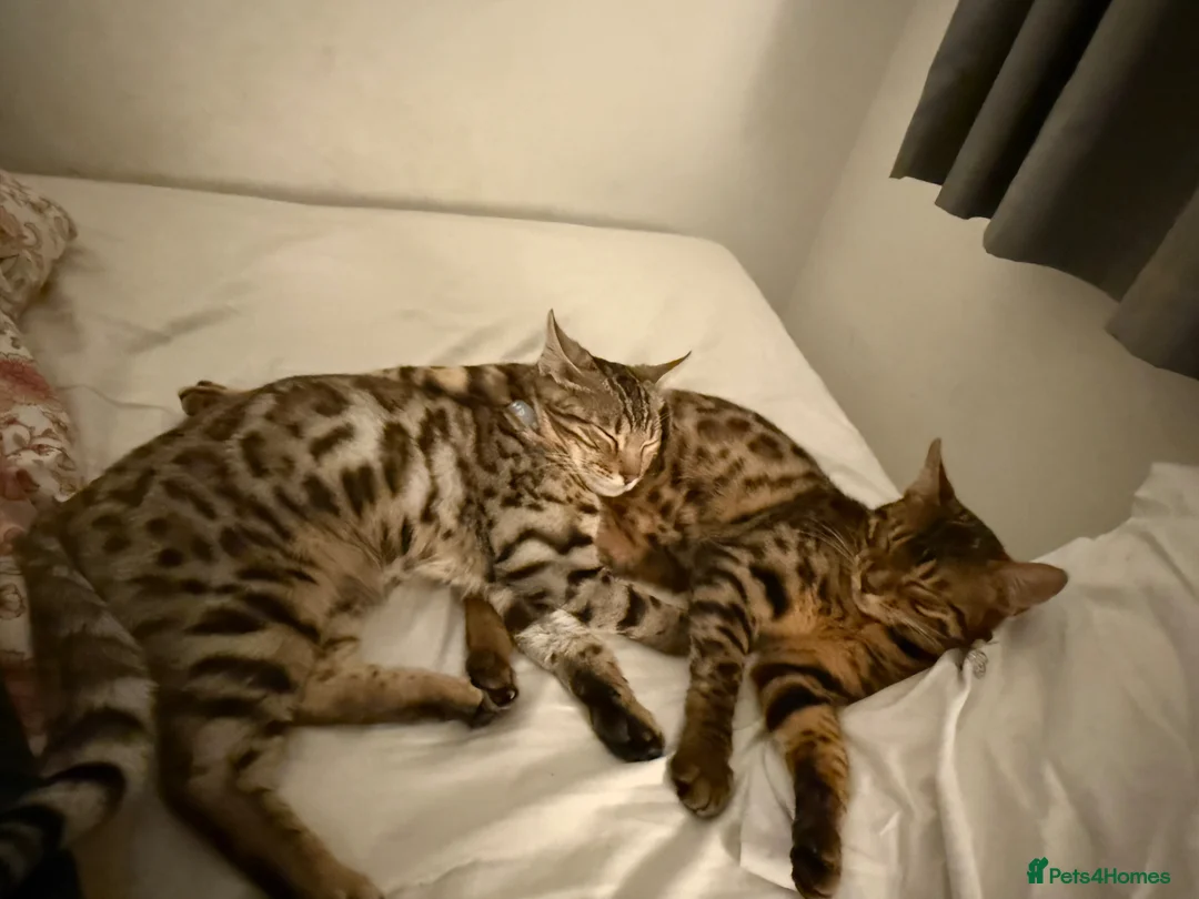 Bengal cats for sale: ✨ Exceptional Pure TICA Reg Bengal Kittens ✨  - Advert 2