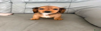 Miniature Dachshund 3