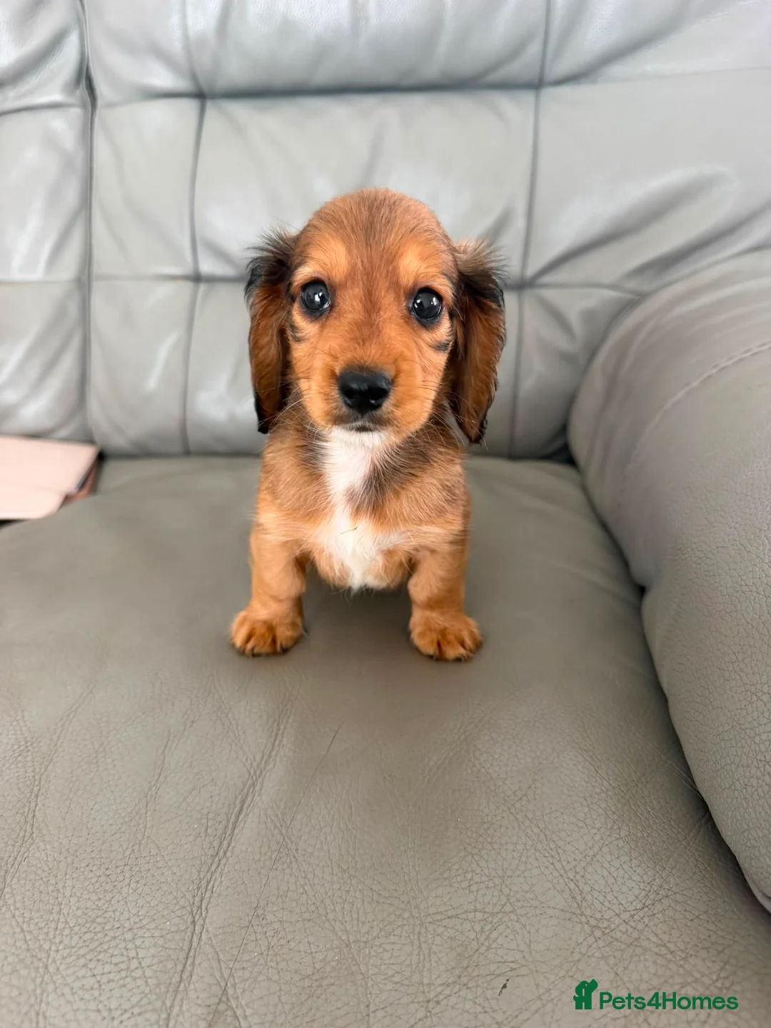 Miniature Dachshund dogs for sale: Miniature long haired dachshund  - Advert 2