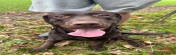 Labrador Retriever dogs for sale: Chocolate Labrador  - Advert 1