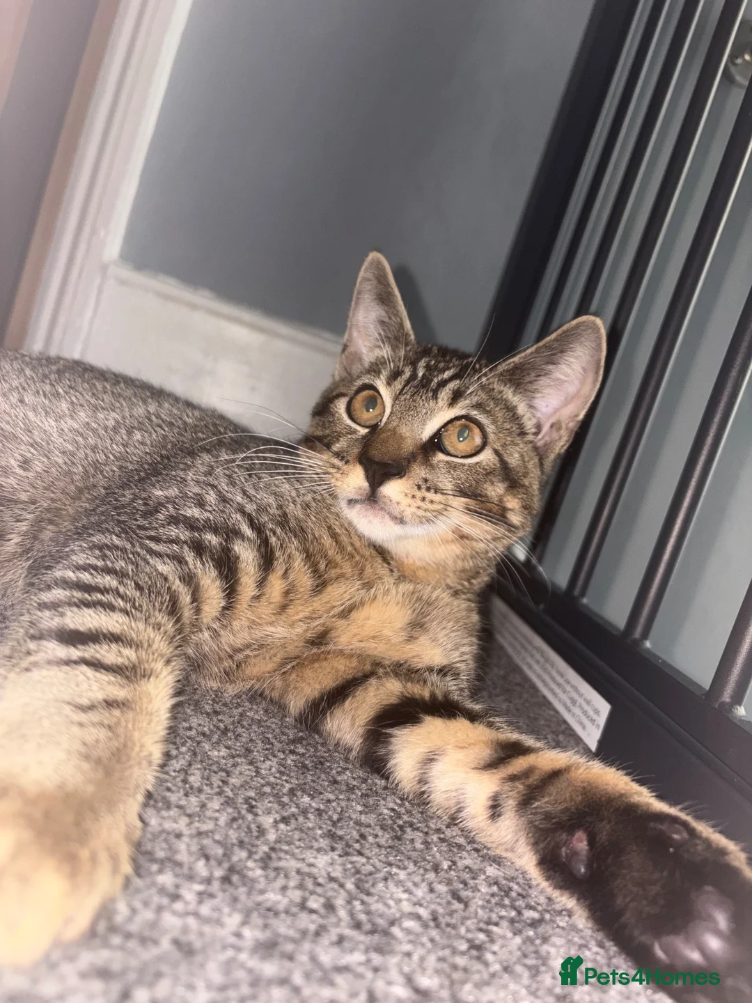 Mixed Breed cats for sale: My lovely Beau 🩵 - Advert 5