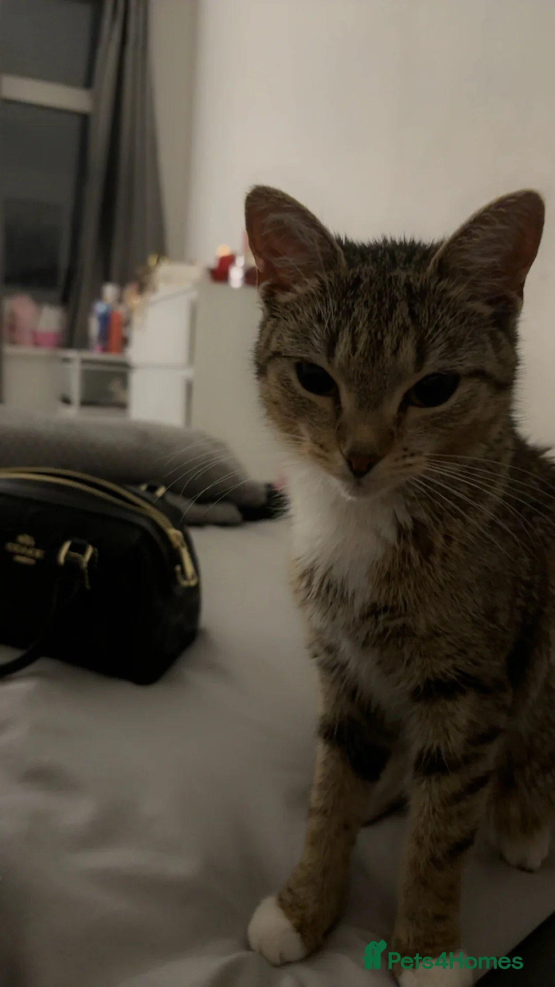 Mixed Breed cats for sale: Friendly tabby mixed with British short hair. - Advert 2