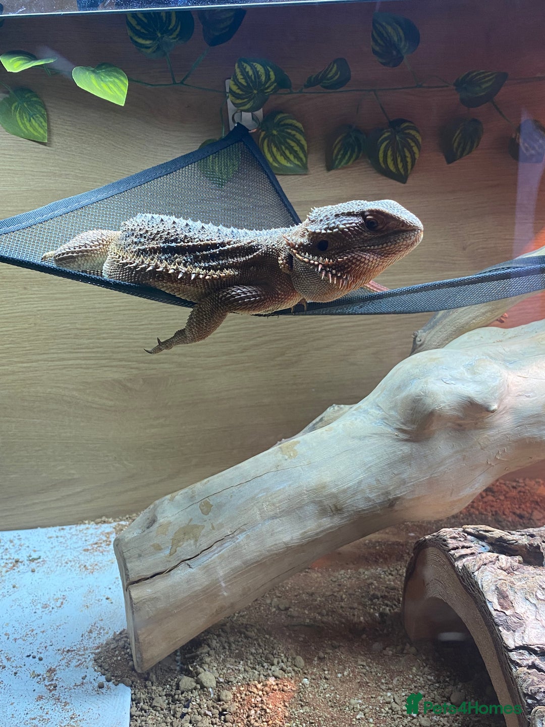 Bearded Dragon reptiles for sale: Male bearded dragon  - Advert 2