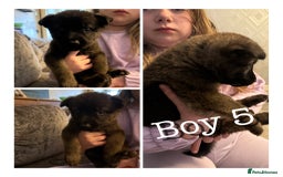 Mixed Breed dogs for sale: (REDUCED 2 LEFT) Stunning Shepkita puppies  - Image 7