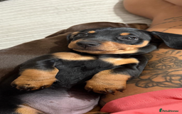 Miniature Dachshund dogs for sale: Two beautiful mini dash’s  - Image 11