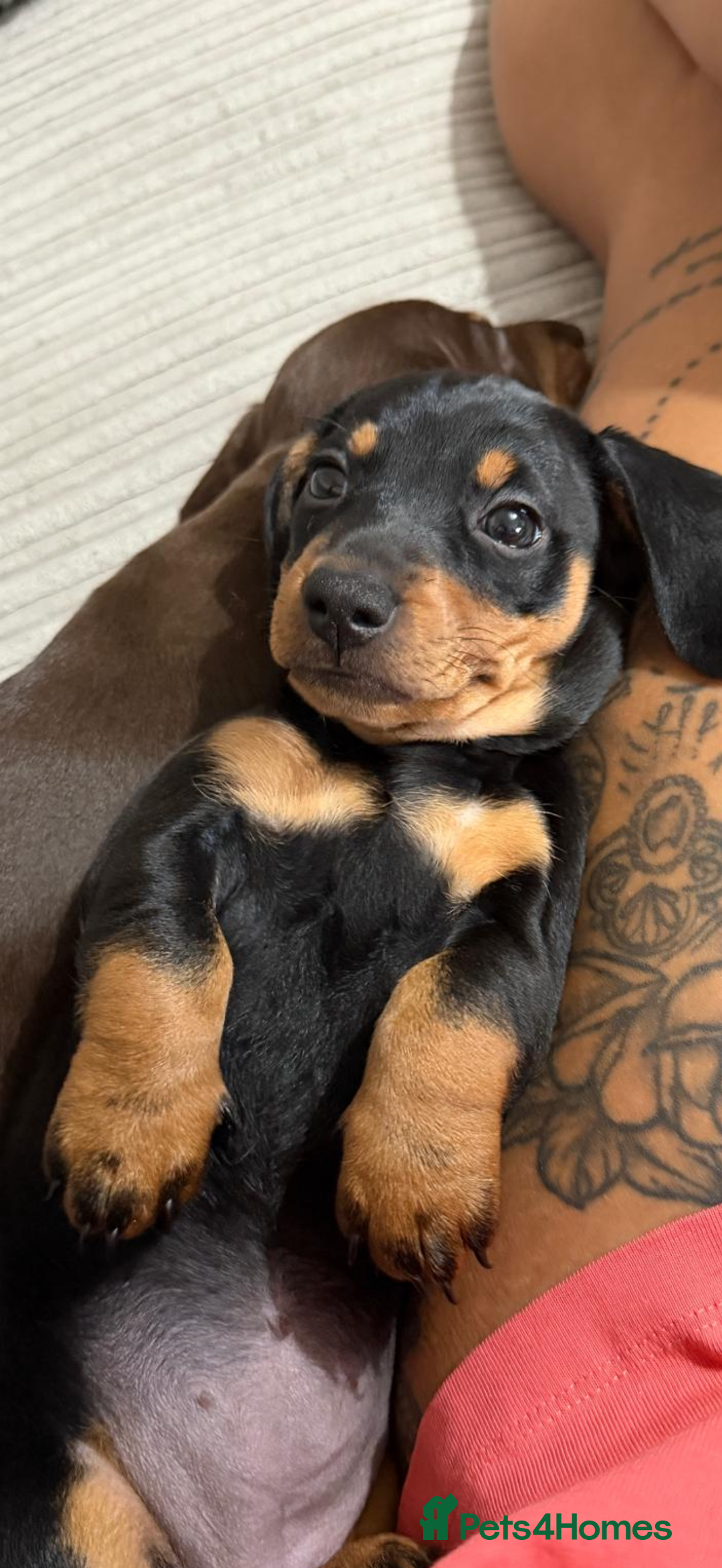 Miniature Dachshund dogs for sale: Two beautiful mini dash’s  - Image 11