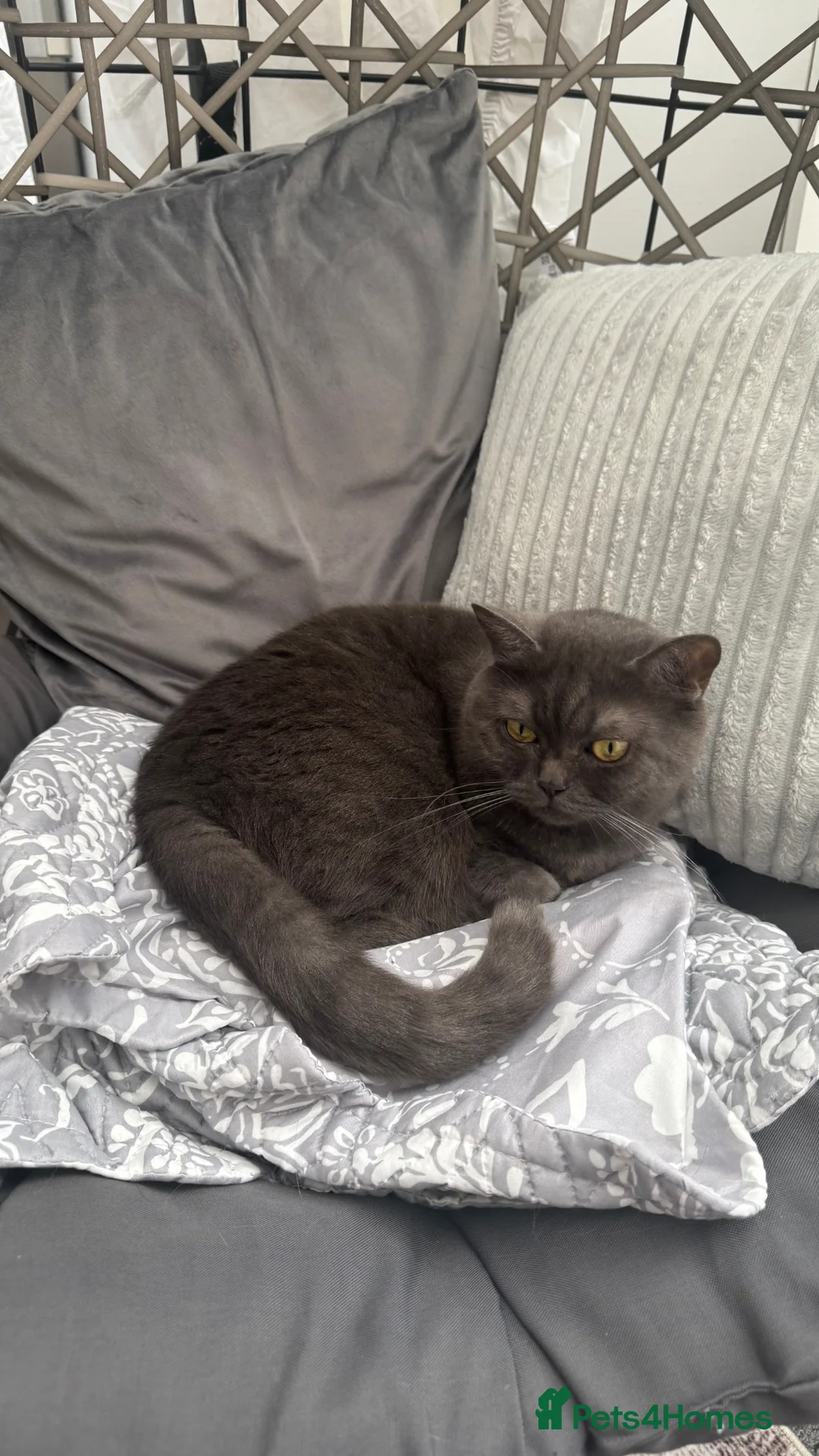 British Shorthair cats for sale: Miso - 3 Year Old Neutered Male Cat in London - Advert 2
