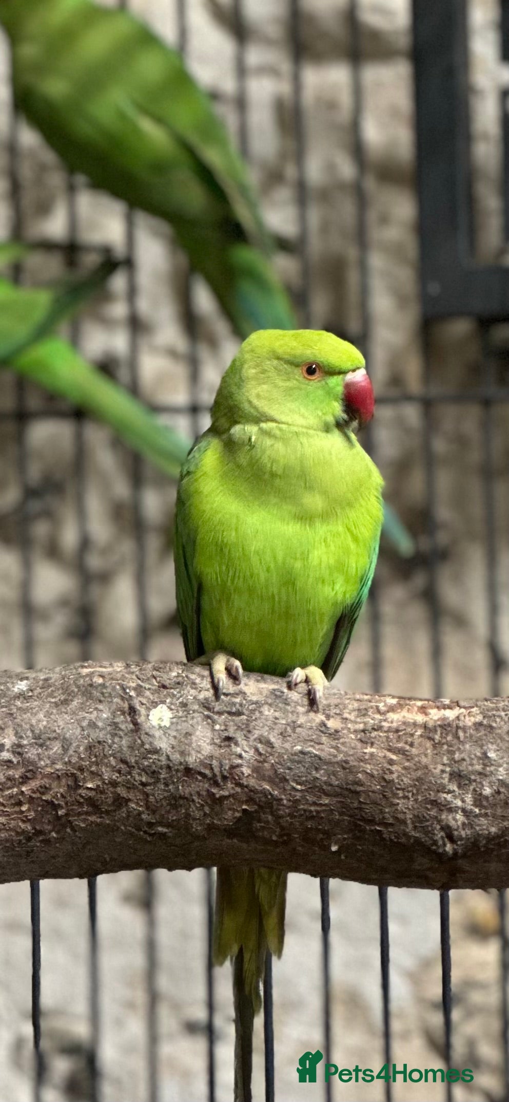 Ringnecks birds Ringneck parakeets  - Advert 4