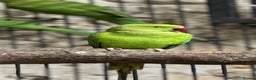 Ringnecks birds for sale: Ringneck parakeets  - Advert 1