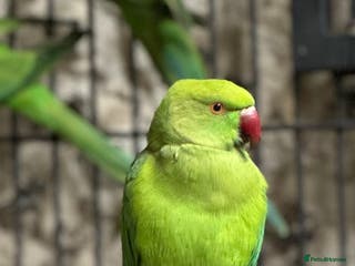 Ringnecks birds Ringneck parakeets - Advert 5
