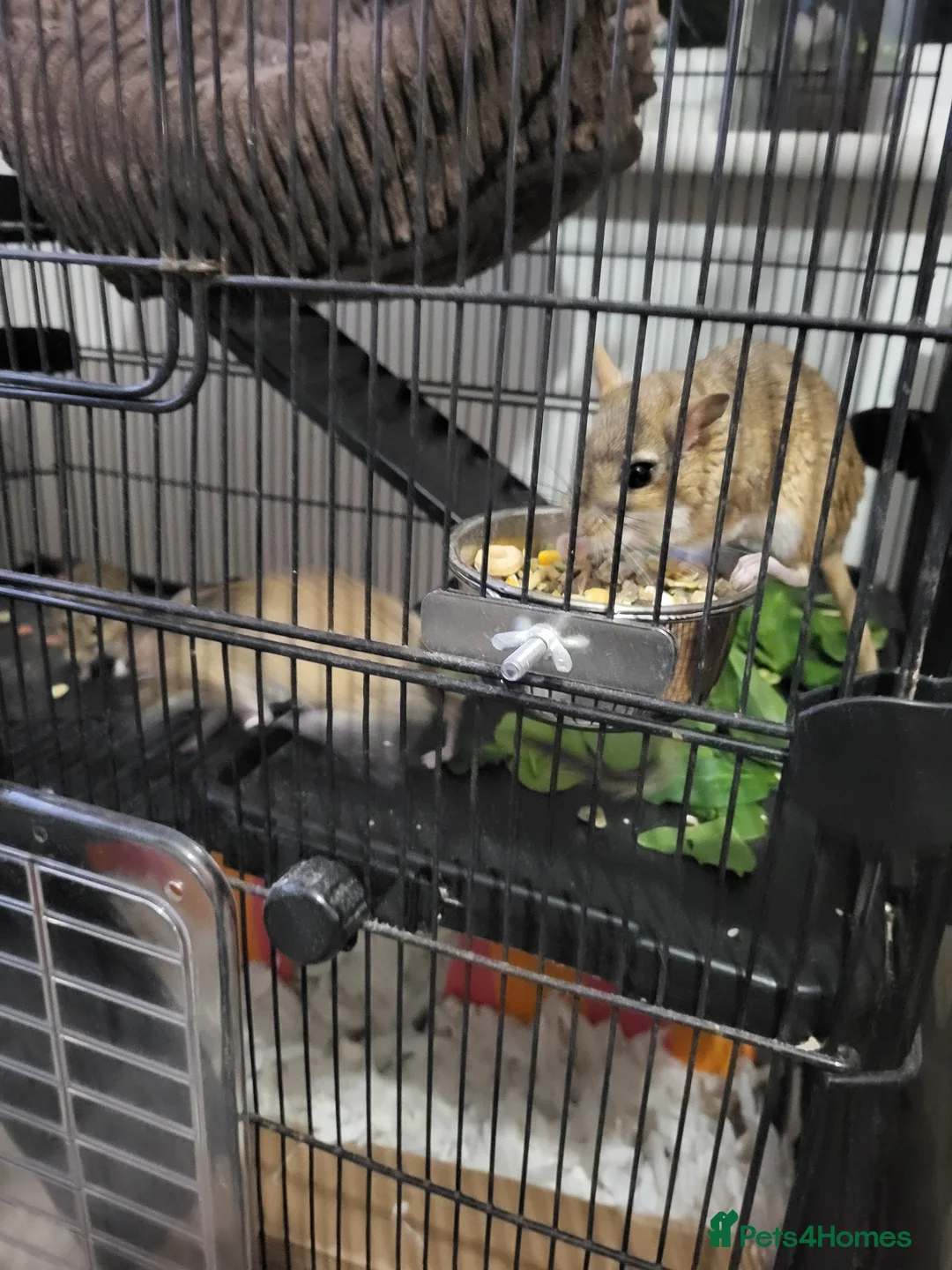 Mixed Breed rodents for sale: Persian jirbs  in Braintree - Advert 2
